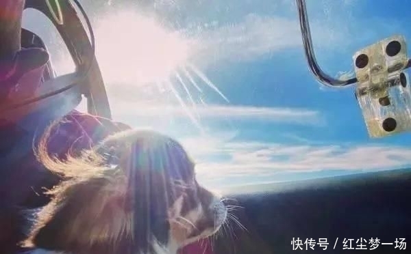  收容所|工程师贷款买飞机，2年来救助上千只毛孩，帮助它们逃离安乐死