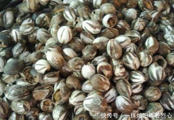 即可|将虫卵丢进火里烤,爆开后即可食用,100多块钱一斤你愿意吃吗?