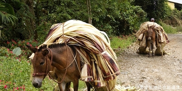 俗语|农村俗语：饿死不吃骡子肉，骡子肉有那么难吃吗？现在明白了