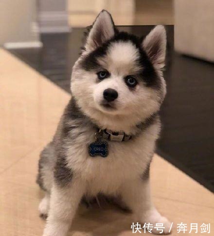 宝宝|斗牛犬爱上哈士奇, 当它们宝宝出生后, 斗牛 这孩子我不要了