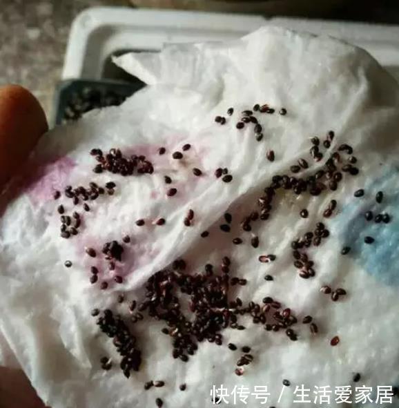 叶子|猕猴桃种子扔土里,7天变身毛茸茸叶子盆栽,开心!