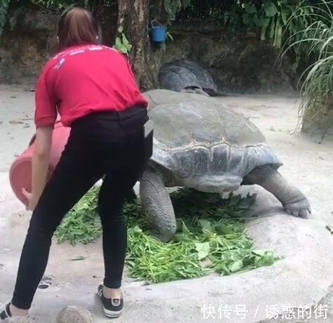 照顾|女志愿者在动物园工作10年,如今要离开了,乌龟的行为让她意外