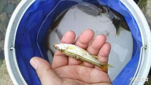 种鱼|我国公认“最难吃”的6种鱼,如果你全部吃过,我敬你是条汉子