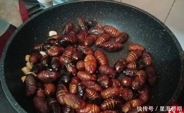 敢不敢|炒蚕蛹，不知道你敢不敢吃
