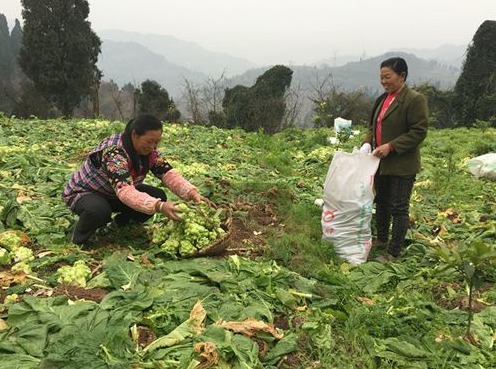  土地资源|未来几年，农村4个暴利行业，年赚百万不敢说，10万应该没问题