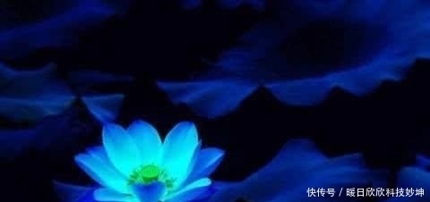 所容|四朵远古神莲，第三为无天黑莲，第一不为天地所容化成三教至宝！