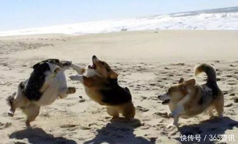 威风|神反差假如动物没有脖子, 狼已丧失威风,骆驼却像个“打手”