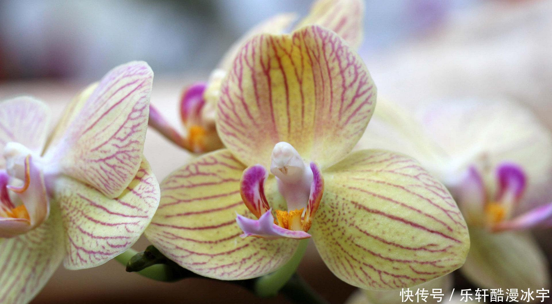 对方|不是谁都能成为白羊座的爱人