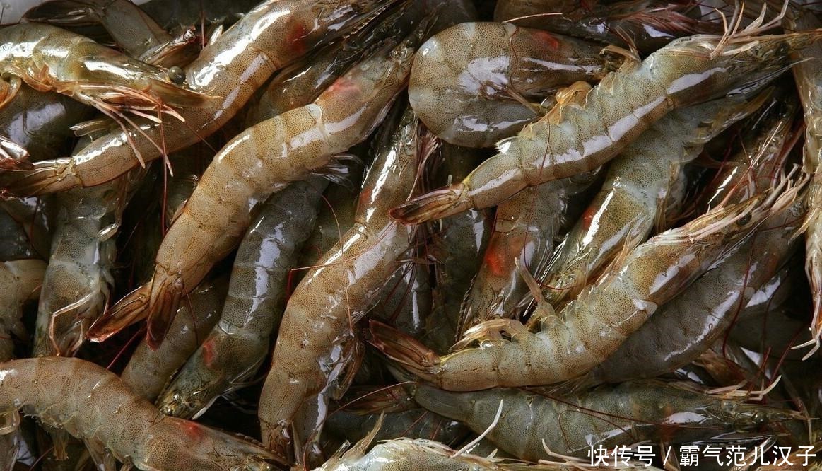 选购|8月,这5种应季海鲜别错过,教你选购技巧,保证挑的又鲜又肥美