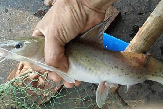 国内|国内最好吃的4种鱼,肉质鲜美,你吃过几种,估计连名字都不知道