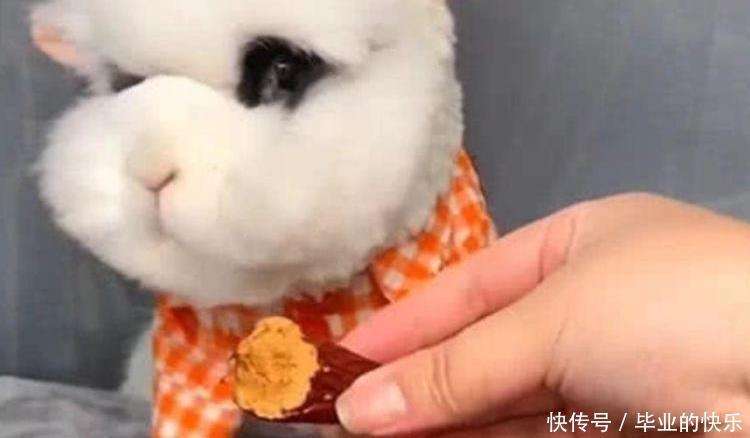  不乐意|主人请兔子吃大枣，兔子不乐意，兔子的做法，让人笑喷