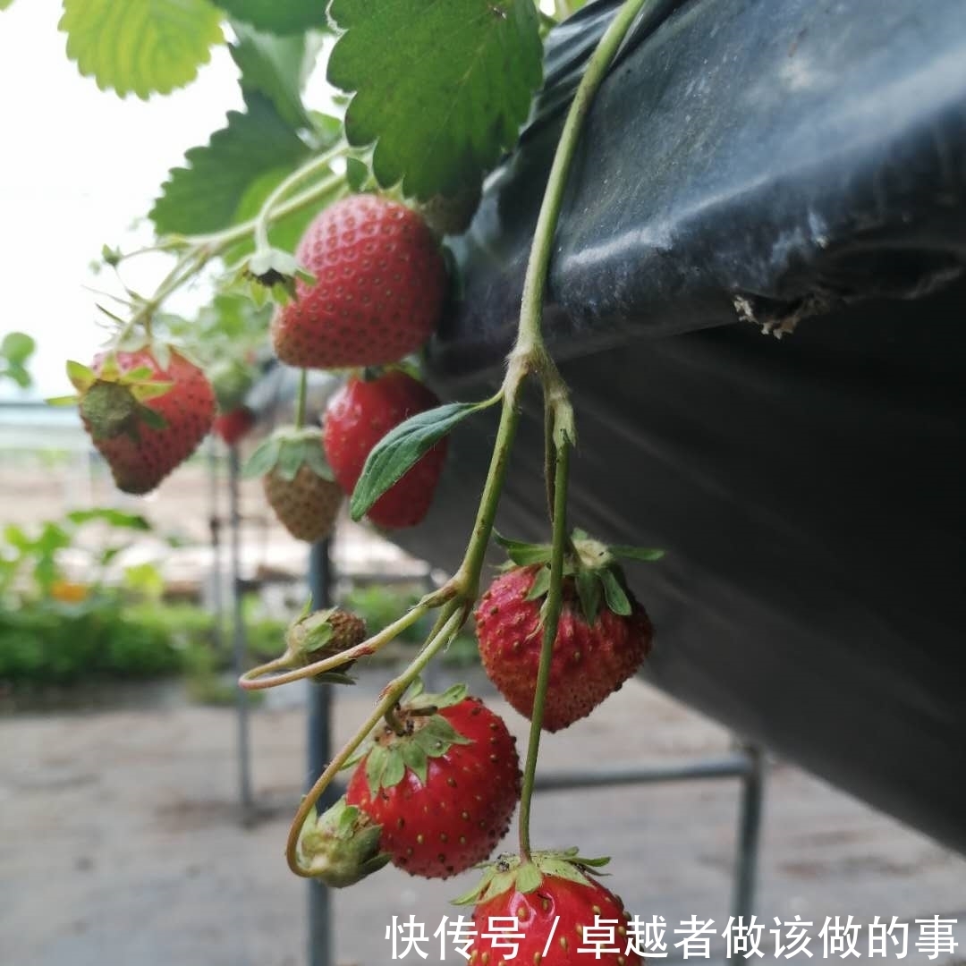 策略|田忌赛马策略在草莓种植中的应用