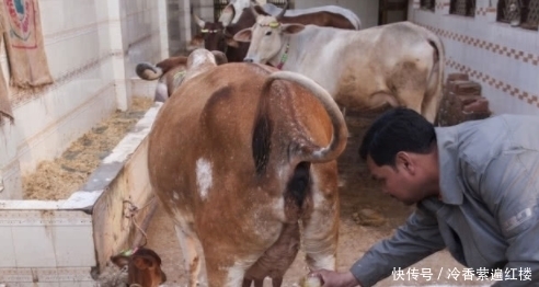 印度|男子去印度游玩，品尝了当地的饮料，得知原料后狂吐！