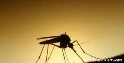 家里|蚊子最高可以飞到几层?专家给你“答案”,后悔家里买错楼层了