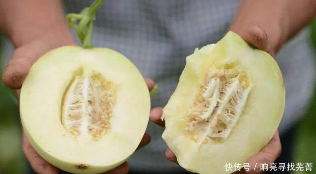  颜色|老瓜农香瓜分公母，母的才甘甜好吃！牢记这4点，一挑一个准！