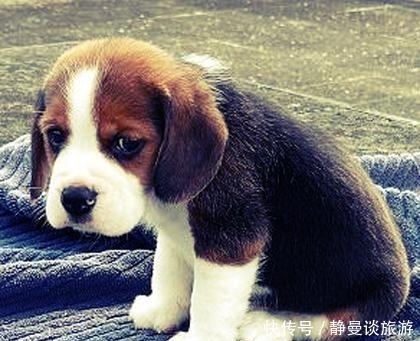 比格|关于比格犬你知道多少?怎么饲养比格犬?