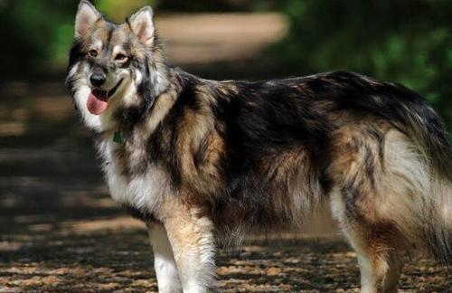 动物|狼究竟是什么动物?