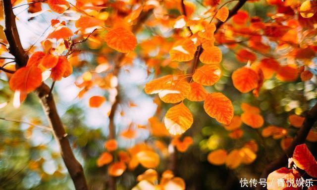 季节|秋分,这菜别忘吃,以前是宫廷贡品,全身是宝,营养高特补人