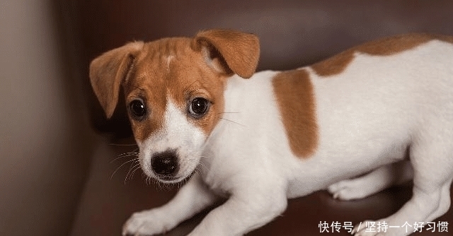 鸡的寿命是多长?猪、狗、牛、鹅不杀又