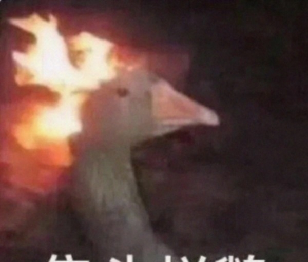 女主|甩了唐嫣老公,从小陶虹整成杨幂,却flop到接二手女主