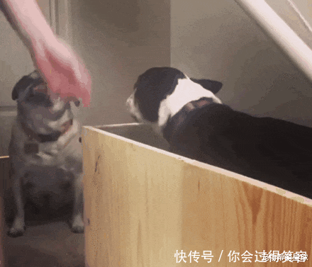 在家|主人亲手在家搭建电梯,十岁残疾狗狗心愿终得实现