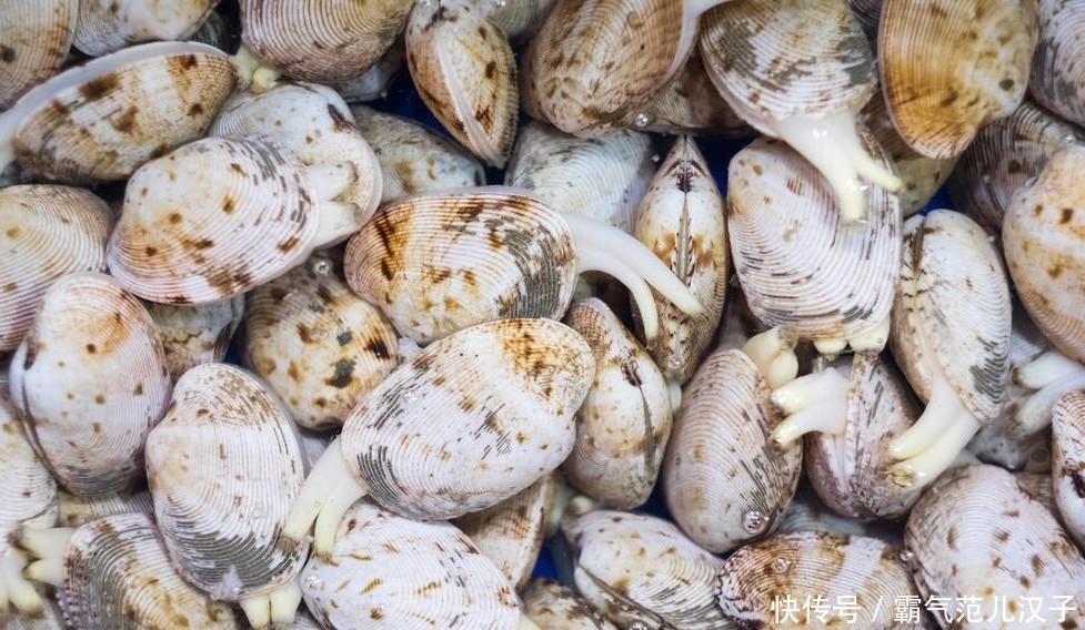 选购|8月,这5种应季海鲜别错过,教你选购技巧,保证挑的又鲜又肥美