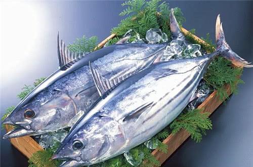 日本|世界最硬的鱼:可被做成菜刀,牙齿难以咬动,却成了日本人的最爱