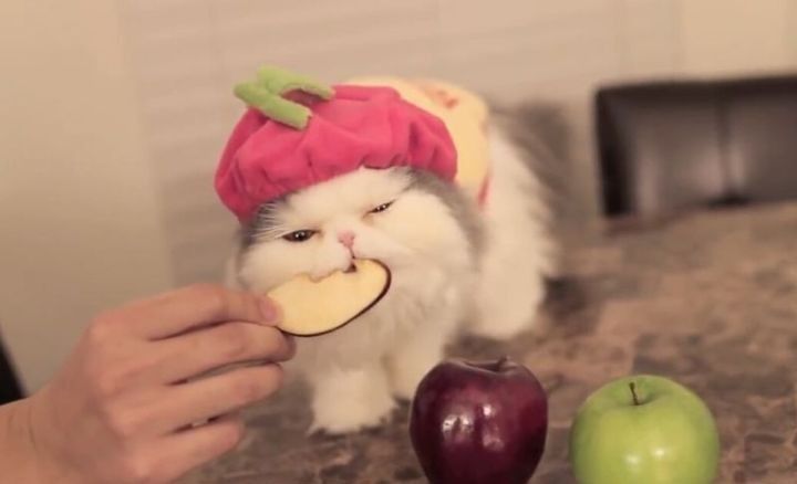 变亮|「绊运猫舍」英短幼猫换毛前后毛长变化，猫咪吃卵磷脂毛会变亮