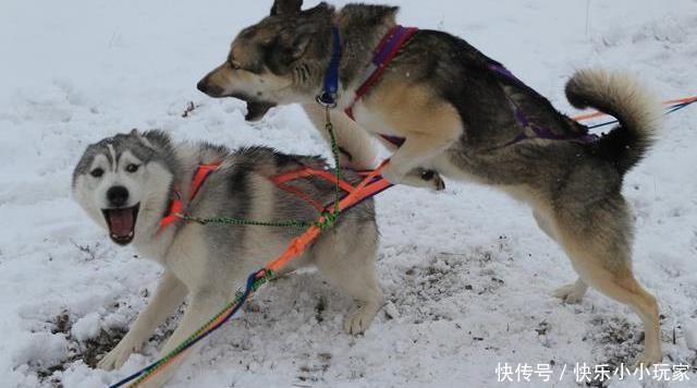  发狂|“第一猛犬”发狂咬土狗32秒，5岁女孩赤手空拳阻止，场面惊心
