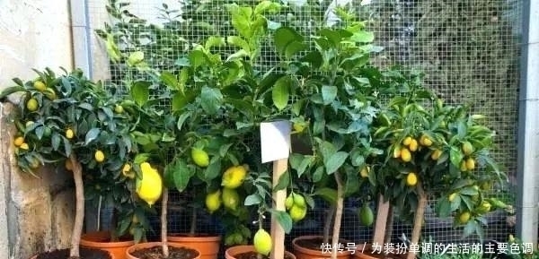 品种|适合在家院子里栽种的几种果树,一定会有你喜欢的品种