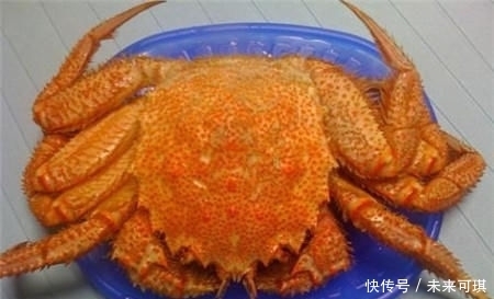 备好|红毛蟹最好吃的三种做法