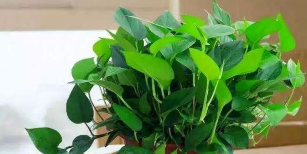 环境|为什么说“一棵绿萝七个鬼”绿萝养在家里到底好不好