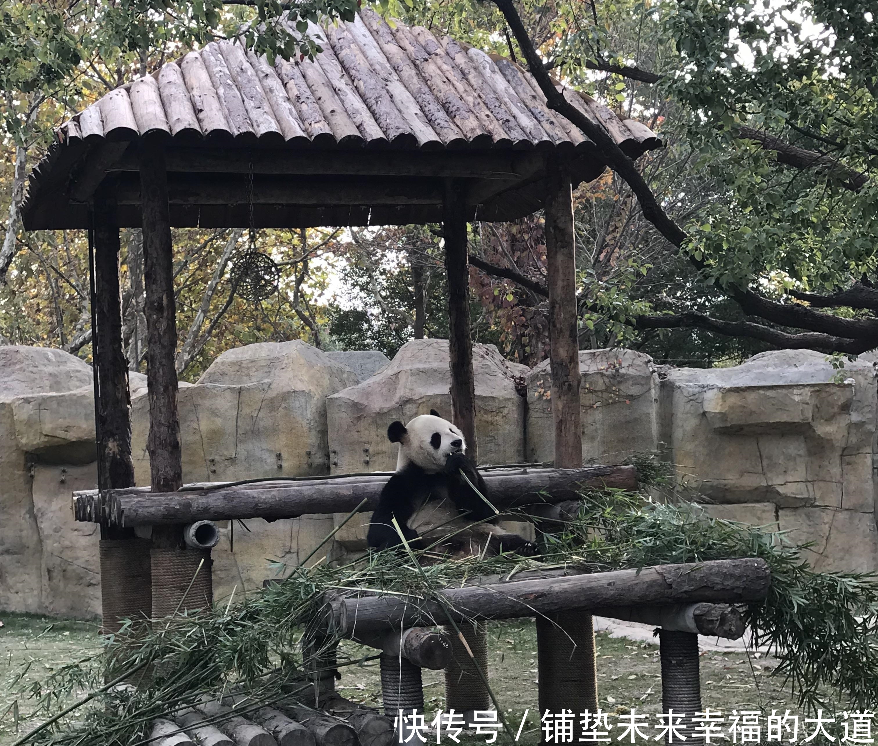 城市|新鲜出炉,国庆十大最受欢迎的城市,第一名竟是……