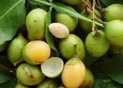 腻害|世间这8种奇葩水果，我就吃过一种，你要是全部都吃过，就腻害了