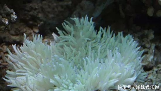 海鲜|海鲜大全, 你能认出多少