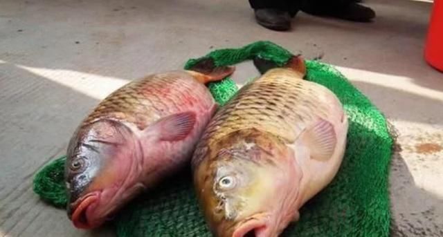 中国|中国“四大鱼”之一,现在几乎没有人吃,为什么人们不吃呢