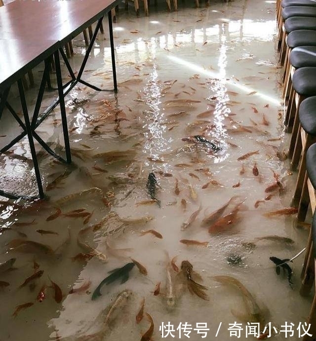 养鱼|在地板上养鱼的锦鲤咖啡厅走红越南,最怕顾客有脚气