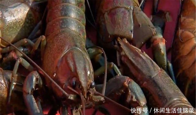 混养|水池中混养龙虾,学会这几招,不赚钱都不行