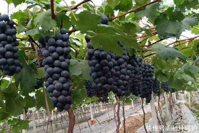  养颜|想长寿先排毒，三种食物要多吃，排毒养颜，早吃早好