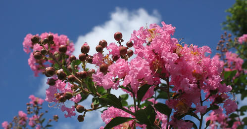 漂亮|2种漂亮花,现在养一盆正当时,7月开到10月,叶绿花繁