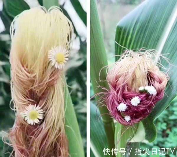 可怕|吃货无聊起来多可怕苹果和牛油果我都忍了,看到樱桃太过分了