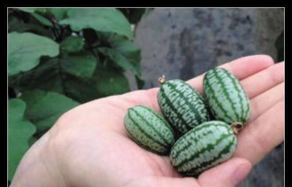 世上|世上最奇葩的西瓜,第1种吃不饱,第2种太美了,第3种太贵了