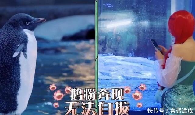 杨迪|郑爽录制节目不上心,贾玲节目组先后帮忙圆场,杨迪最终说了实话