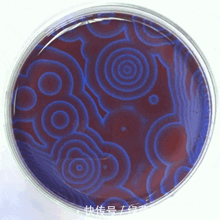 氧化|17个隐藏在生活中的魔幻化学反应