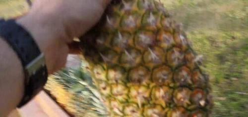  败下阵来|自动步枪甚至能打穿防弹衣，却在菠萝面前败下阵来