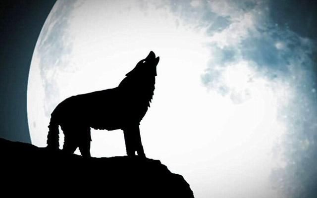  嚎叫|为何狗狗有时会像狼那样嚎叫