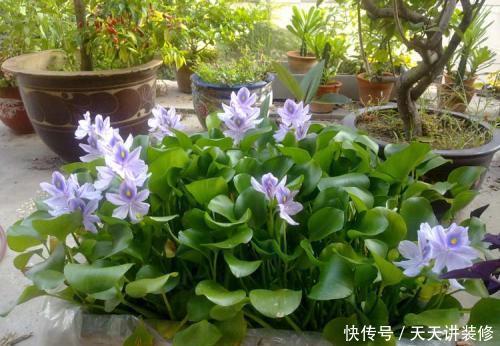 漂亮|此花漂亮又好养,随便扔水里都能活,繁殖能力强,早看早知道
