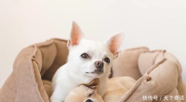 沙发|为什么70%的狗不喜欢睡狗窝,非要睡沙发或者是床呢