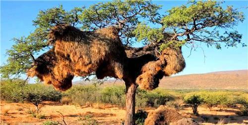  鸟蛋|全球最大鸟巢，重达2000斤却无人掏鸟蛋，当地人：你看里面住的谁