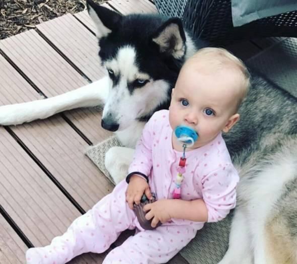  主人|带着哈士奇遛弯，碰到一只母狗后，二哈的表情亮了